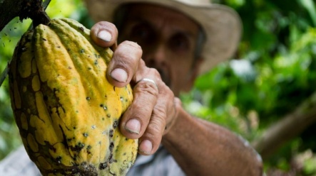 Kakao – Niespodziewany lider wśród surowców bije kolejne rekordy