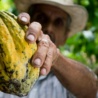Kakao – Niespodziewany lider wśród surowców bije kolejne rekordy